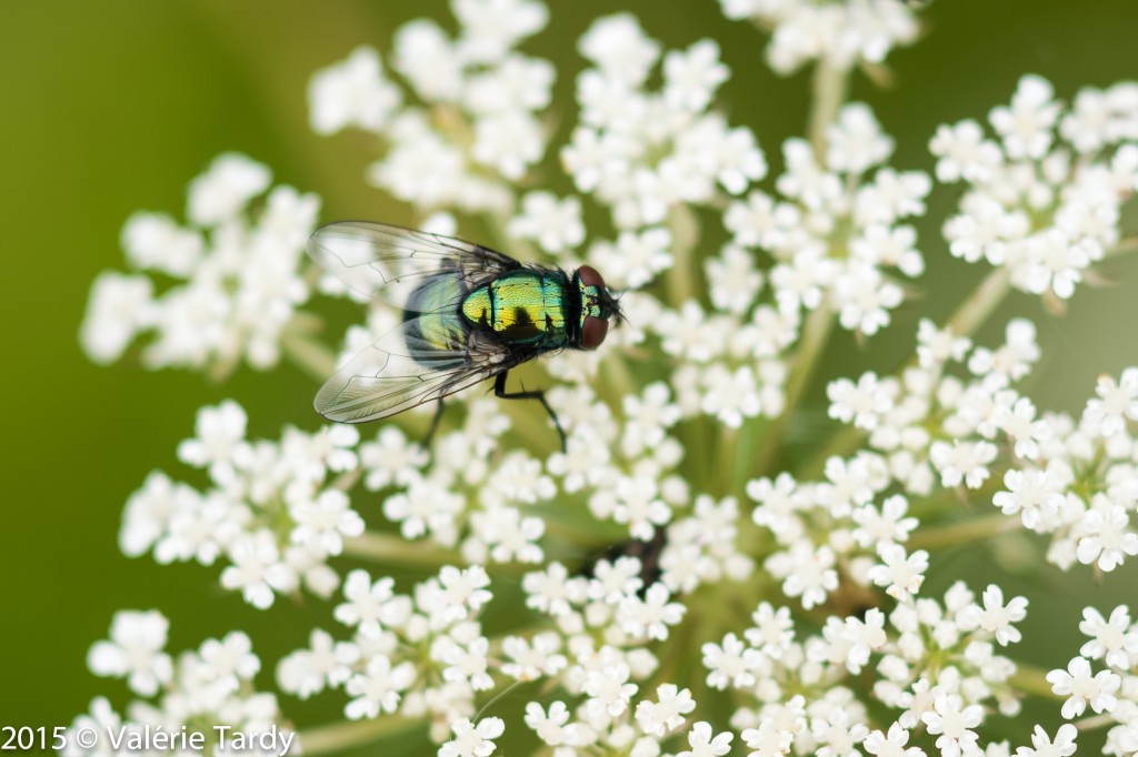 mouche1